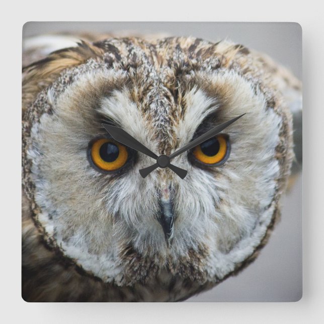 Horloge de hibou (Recto)