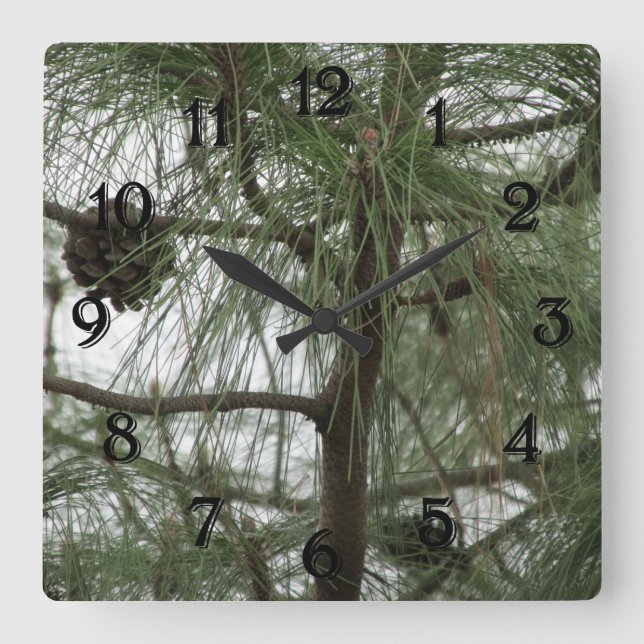 Horloge de l'arbre des pins (Recto)