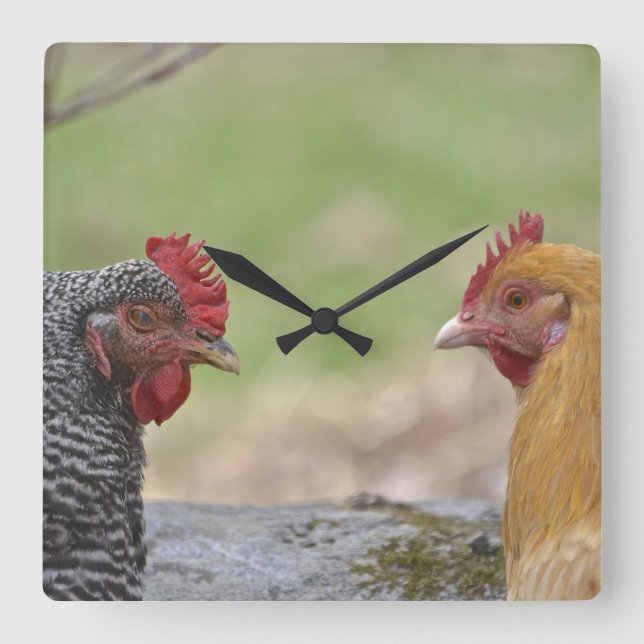 Horloge de poulet (Recto)