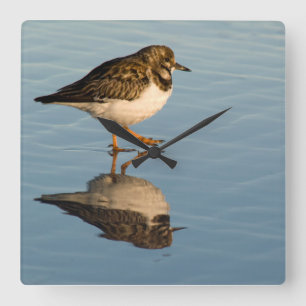 Horloge d'océan de réflexion de photo d'oiseau de
