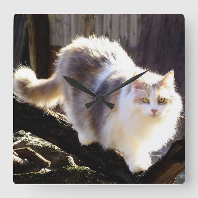 Horloge du chat-chat Calico Maine (Recto)