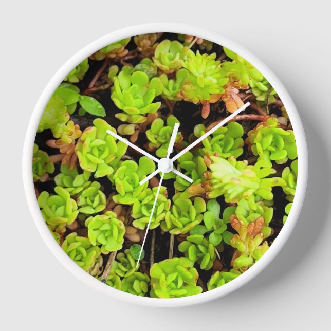 Horloge Fleurs vertes Succulentes (Recto)