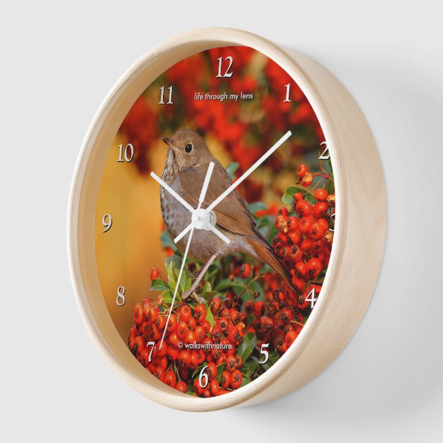 Horloge Hermite Thrush Songbird sur l'araignée de feu (Angle)