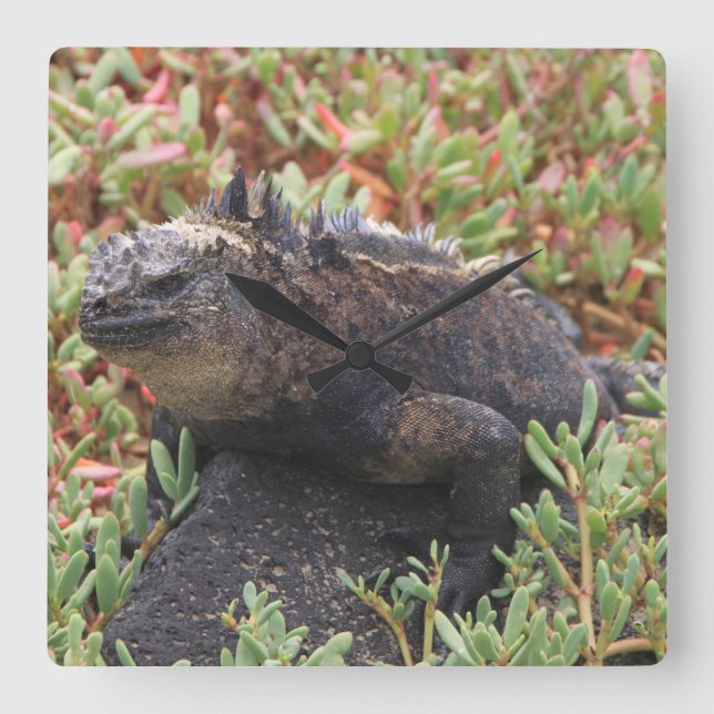 Horloge Lizard (Recto)