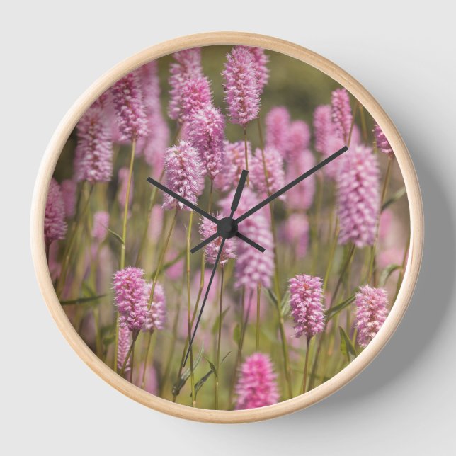 Horloge Meadow, Nature, Flower meadow (Recto)