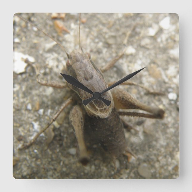 Horloge murale Brown de cricket de champ (Recto)