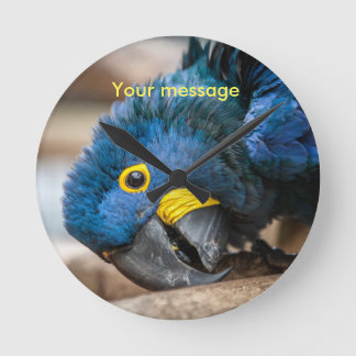 Horloge murale comportant le perroquet mignon