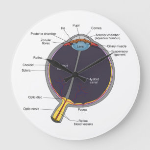 Horloge murale de l'anatomie des yeux