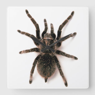 Horloge murale de l'araignée Tarantula