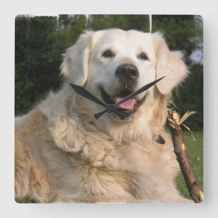 Horloge murale douce de golden retriever