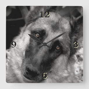 Horloge murale photo berger allemand