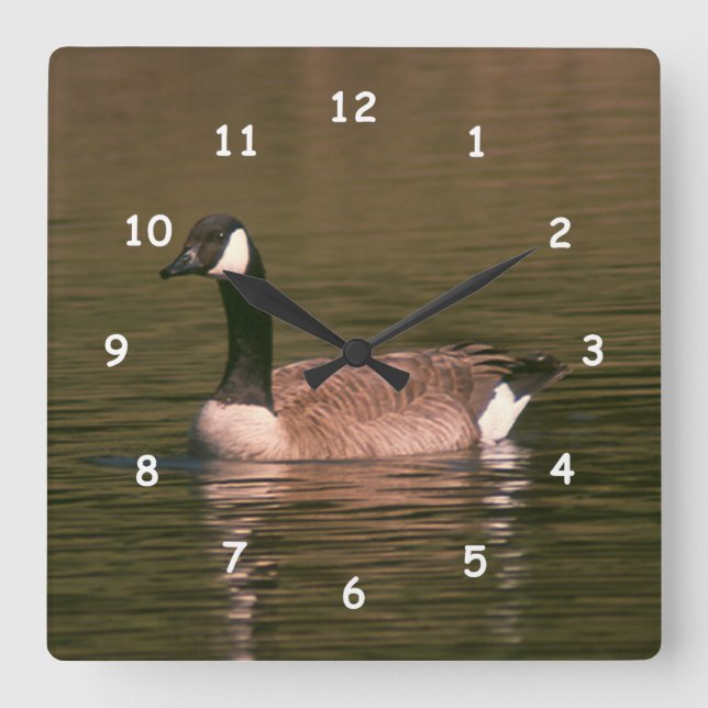 Horloge - oie canadienne (Recto)