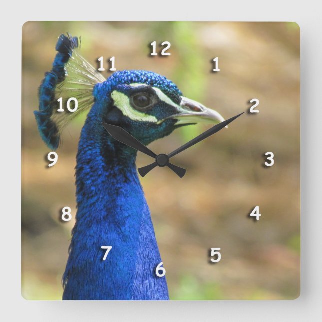 Horloge - Portrait Peacock (Recto)