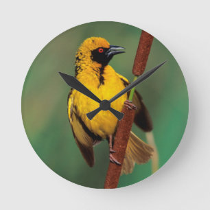 Horloge Ronde A Village Weaver calling while perched on a reed