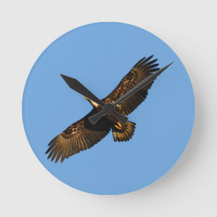 Horloge Ronde Aigle à tête blanche