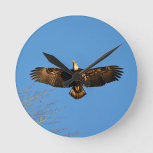 Horloge Ronde Aigle à tête blanche