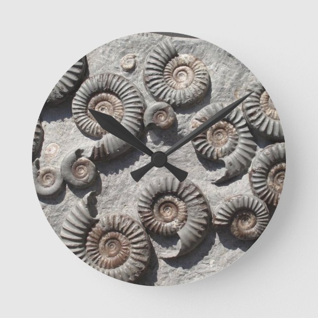 Horloge Ronde ammonites fossiles multiples du Lower Lias (Recto)