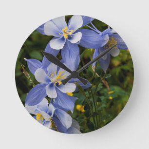 Horloge Ronde Ancolie bleue du Colorado près de Telluride Colora