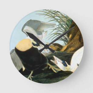 Horloge Ronde Audubon : Canard d'Eider