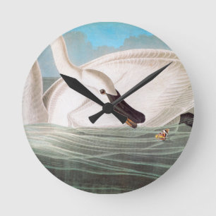 Horloge Ronde Audubon : Cygne de trompettiste