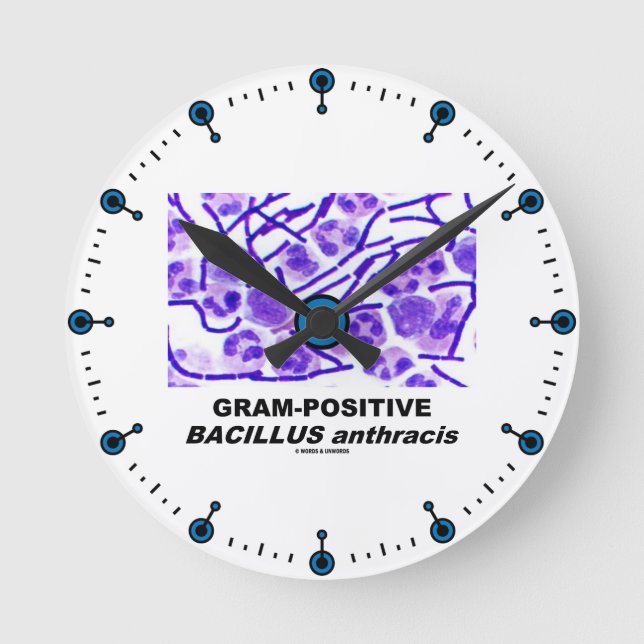 Horloge Ronde Bacillus anthracis grampositif (bactéries) (Recto)