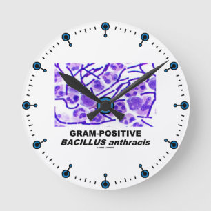 Horloge Ronde Bacillus anthracis grampositif (bactéries)
