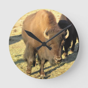 Horloge Ronde Bison dans le Colorado