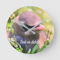 Cèdre jaune cire oiseau naissant