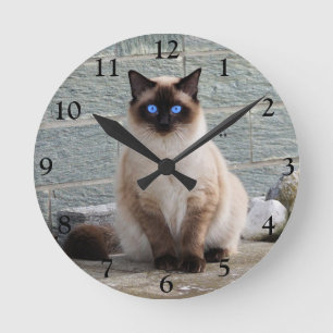 Horloge Ronde Chat siamois farci aux yeux bleus