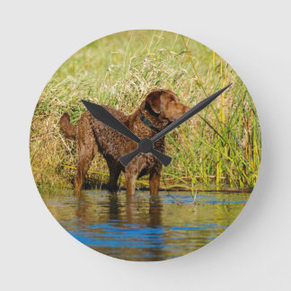 Horloge Ronde Chesapeake Bay Retriever Hunting Dog Wall Clock