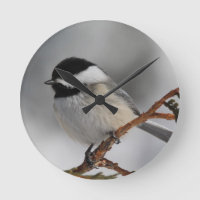 Chickadee