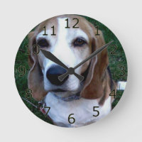 Chien beagle Basset