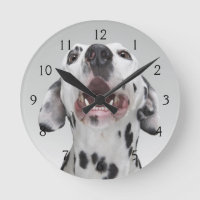 Close up of a Dalmatian dog