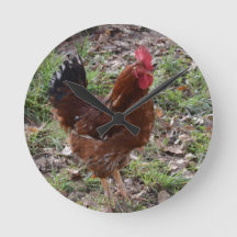 Cockerel