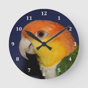 Horloge Ronde Colorful Caique Parrot