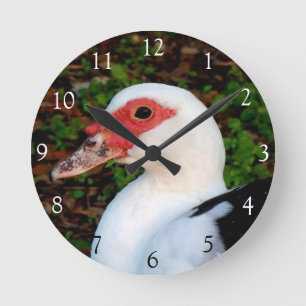 Horloge ronde du canard de muscovy