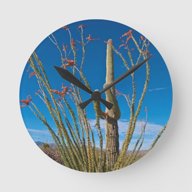 Horloge Ronde États-Unis, Arizona. Cactus Dans Le Parc National  (Recto)
