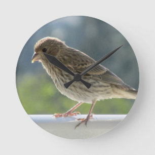 Horloge Ronde Finch dans le soleil du matin.