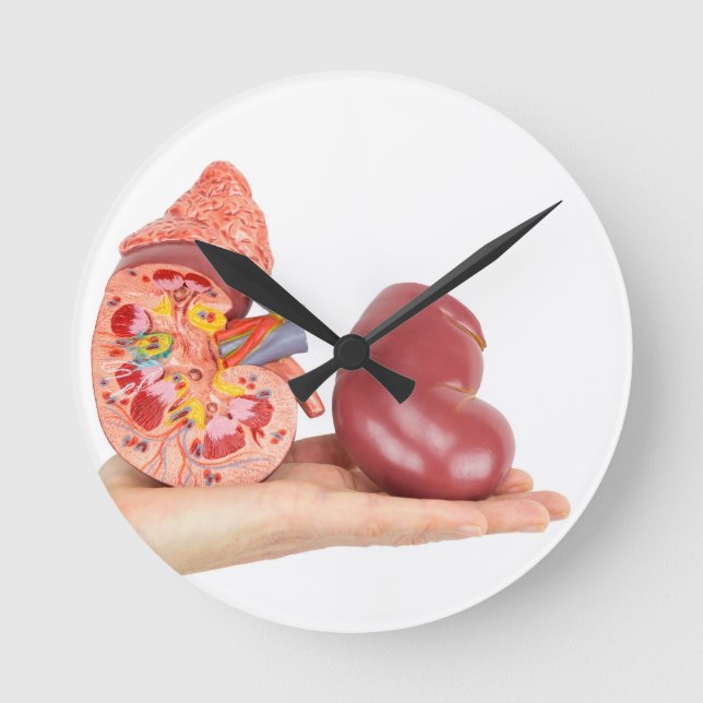 Horloge Ronde Flat hand showing model human kidney (Recto)