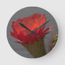 Fleur de cactus de la Torche rouge