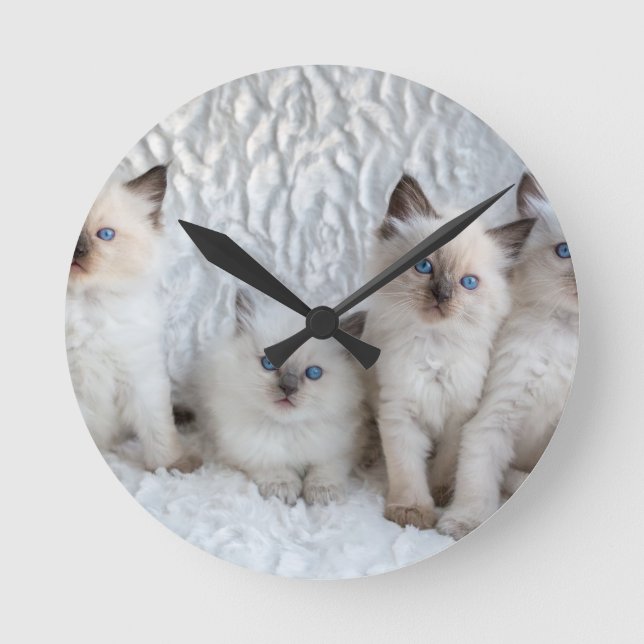 Horloge Ronde Four Young Ragdoll cats sitting in a row (Recto)