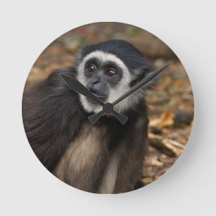 Horloge Ronde Gibbon Blanc-Remis (Lar de Hylobates), Monkeyland