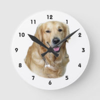 Golden Retriever dog photo