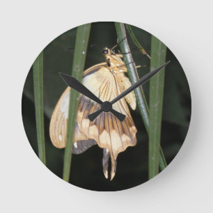Horloge Ronde Gorgeous Moth Wall Clock