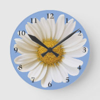 Grosse marguerite blanche sur bleu clair