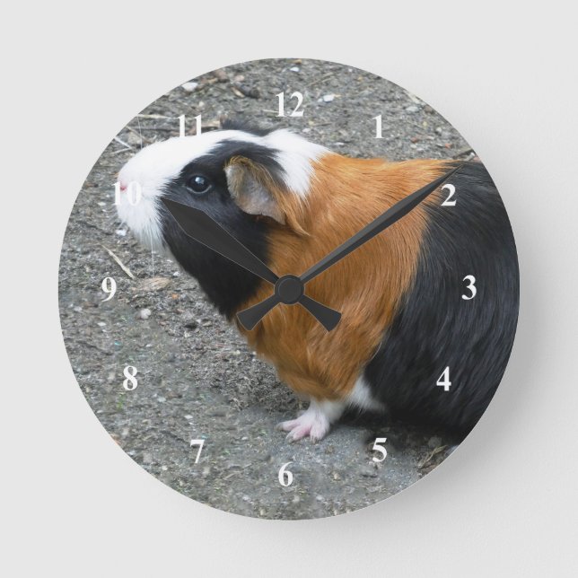 Horloge Ronde Guinée Pig Photo (Recto)