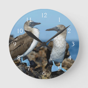 Horloge Ronde Îles Galapagos, île Isabela