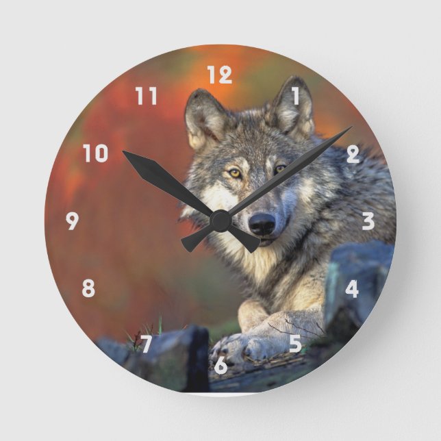 Horloge Ronde Loup gris aux couleurs automnales (Recto)