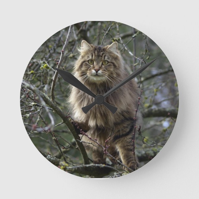 Horloge Ronde Maine Coon cheveux longs Tabby Chat Animal Animaux (Recto)