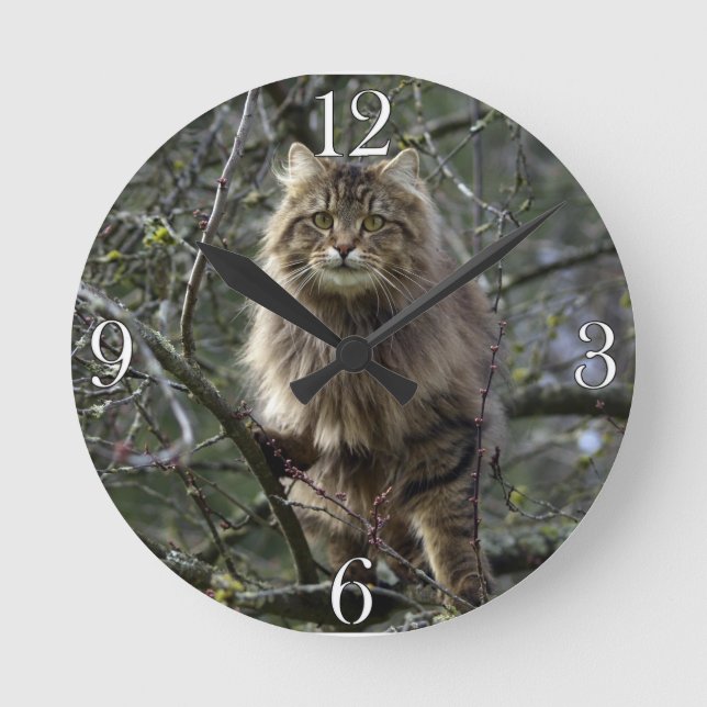 Horloge Ronde Maine Coon cheveux longs Tabby Chat Animal Animaux (Recto)